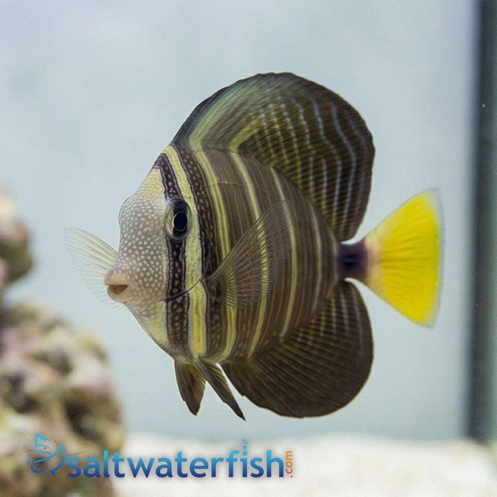 Sailfin Tang - Fiji - MAC Certified