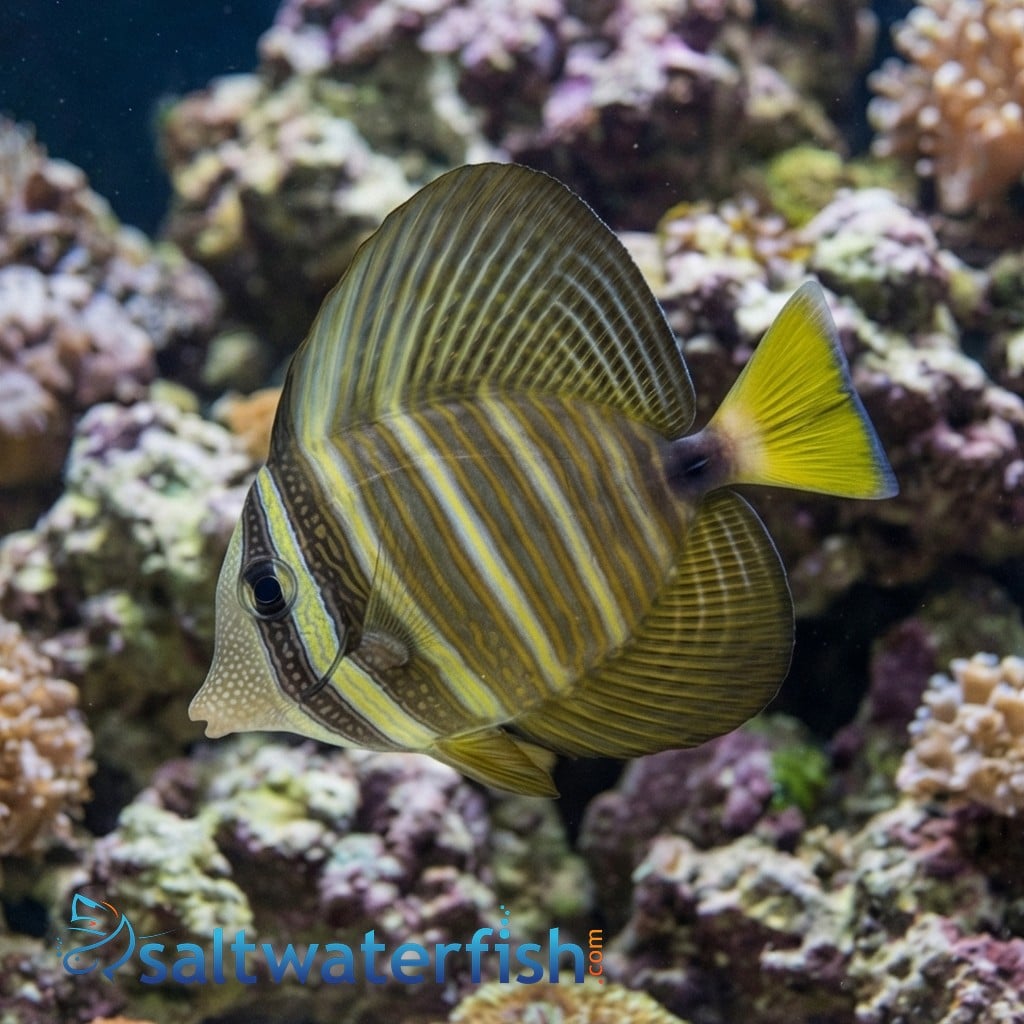 Sailfin Tang - Fiji - MAC Certified