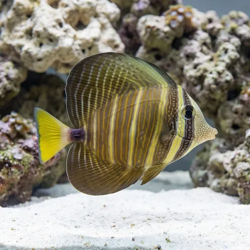 Sailfin Tang - Central Pacific