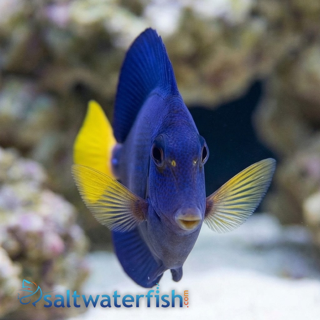 Purple Tang - Captive Bred