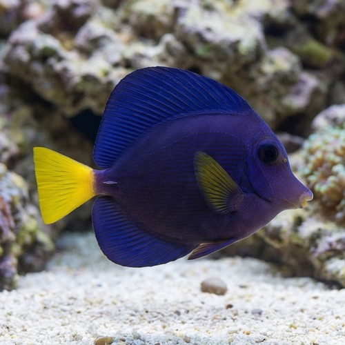 Purple Tang - Captive Bred
