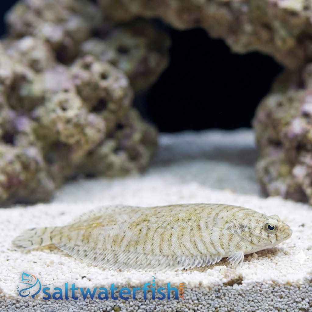 Banded Zebra Flounder