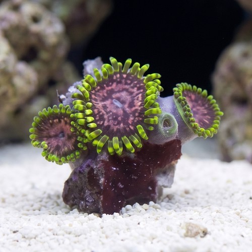 Purple Monster Zoanthid  