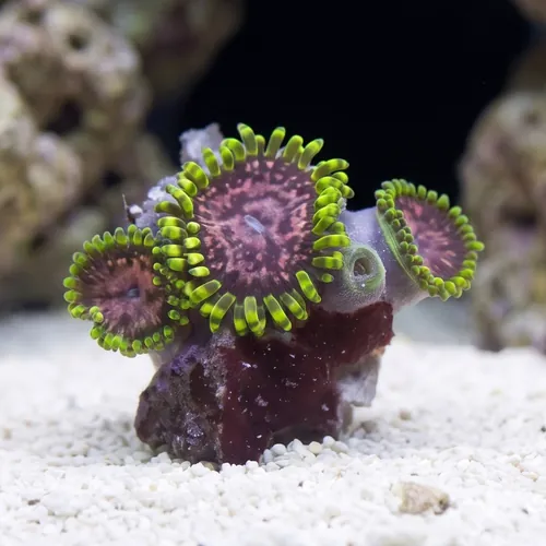 Purple Monster Zoanthid