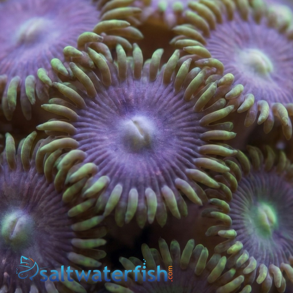 Assorted Caribbean Zoanthid Frag: Ultra Color - Aquacultured
