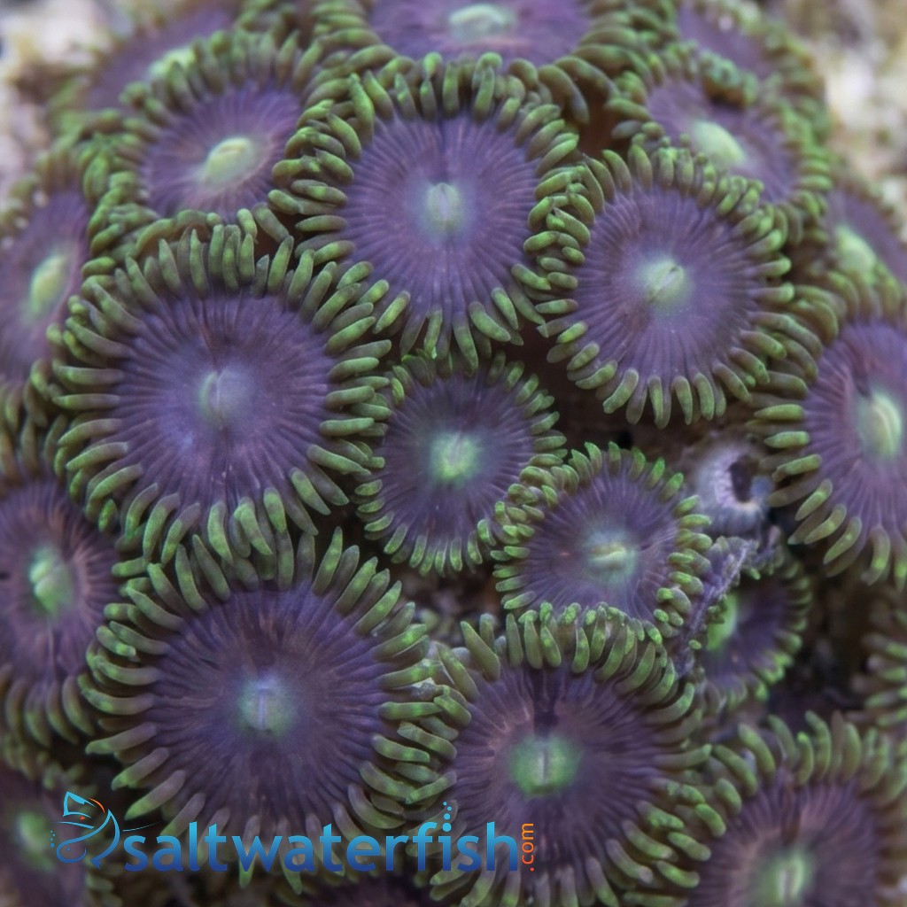 Assorted Caribbean Zoanthid Frag: Ultra Color - Aquacultured