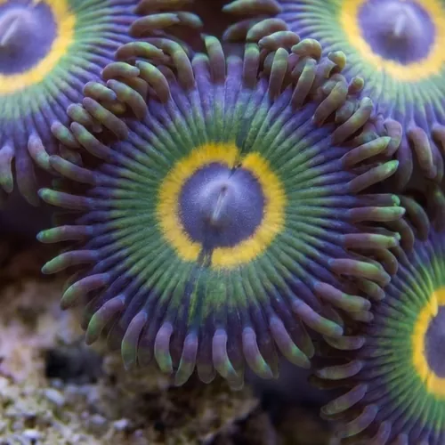 Assorted Caribbean Zoanthid Frag: Ultra Color - Aquacultured