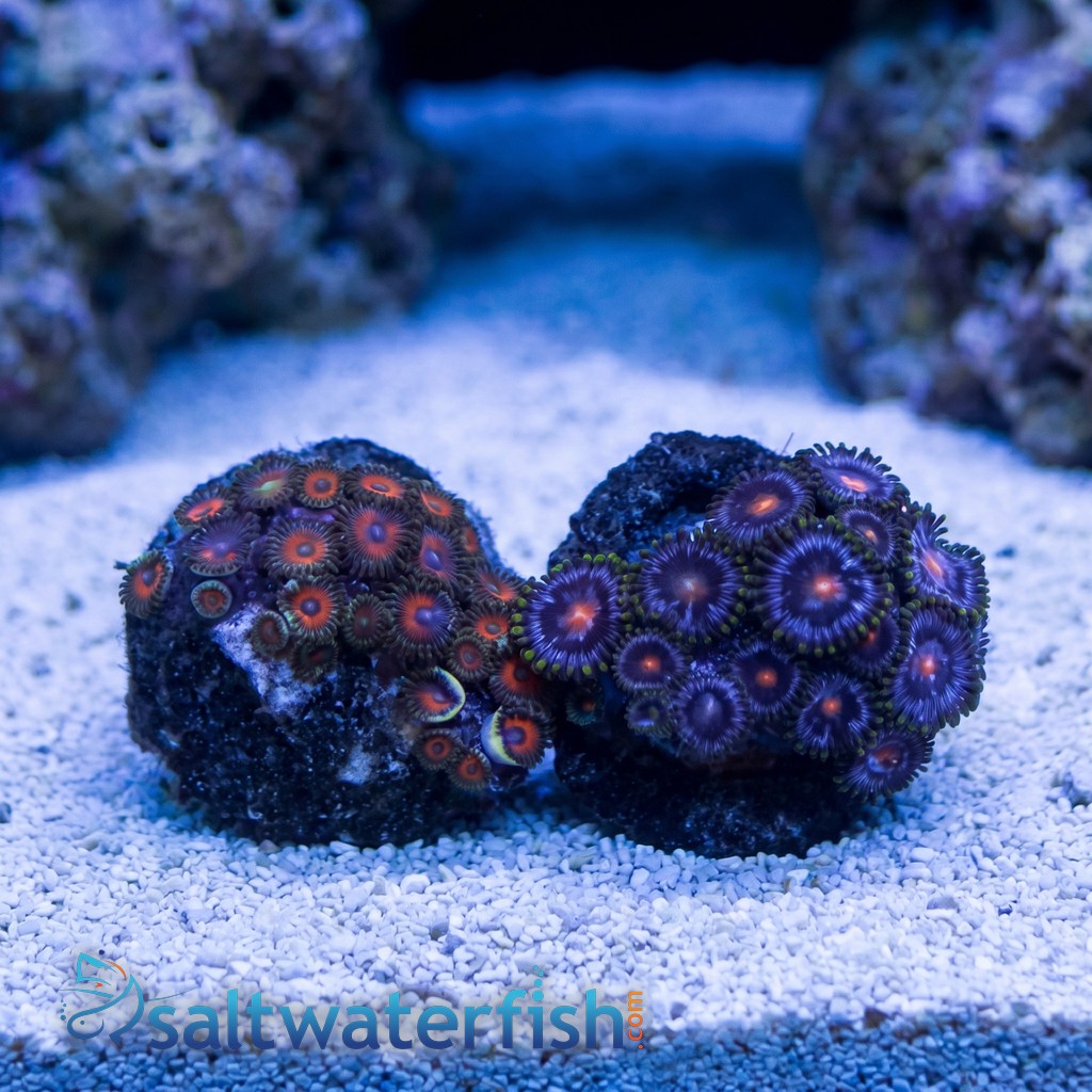 Zoanthid: Fire and Ice - Aquacultured