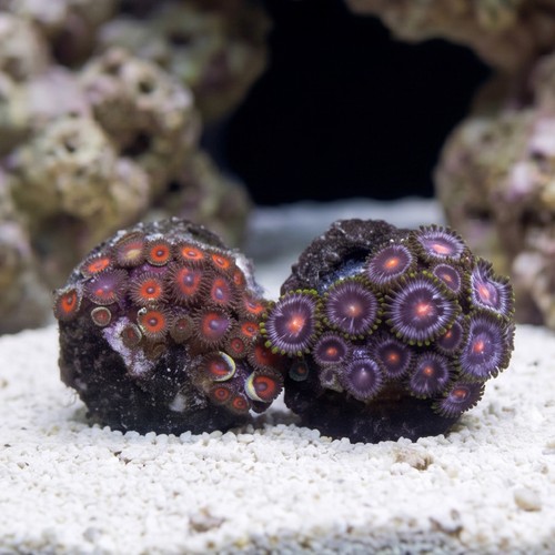 Zoanthid Fire and Ice - Aquacultured