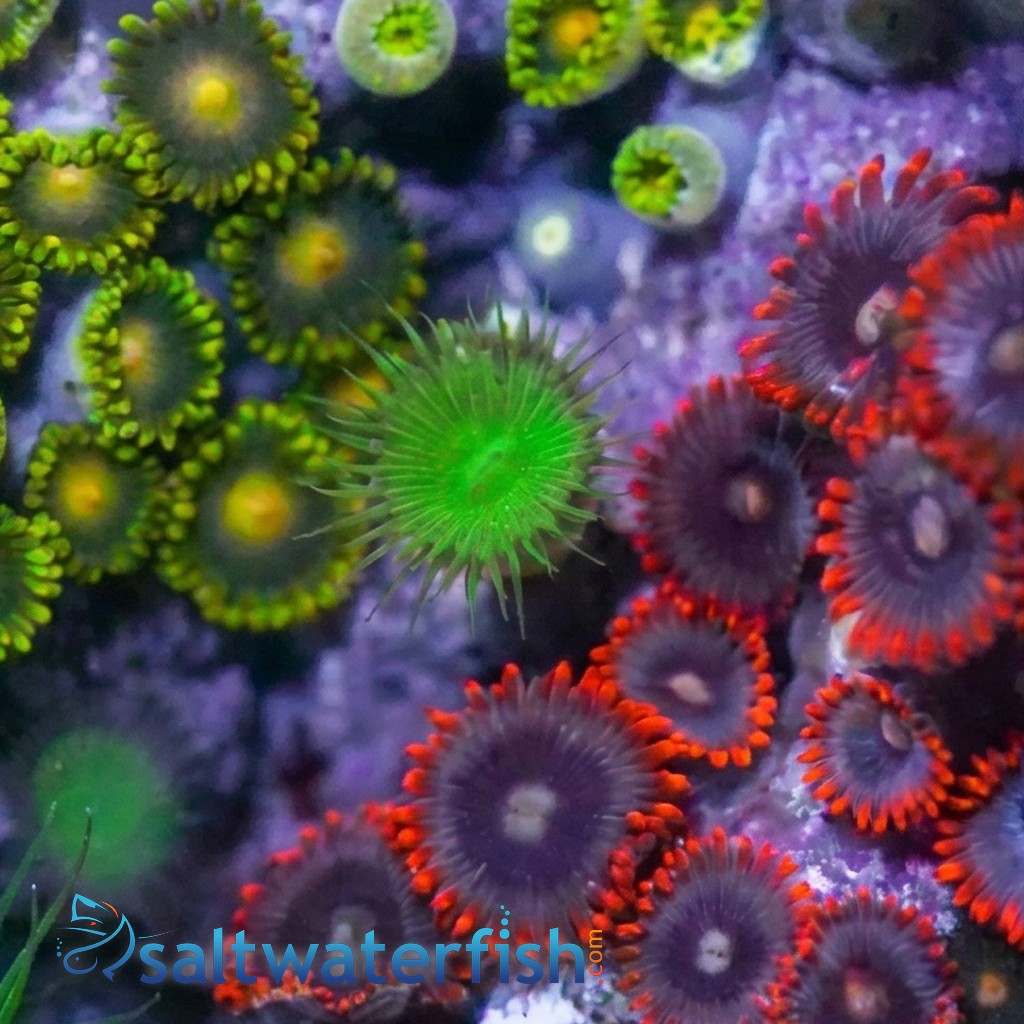 Zoanthid Multicolor - Indo Pacific