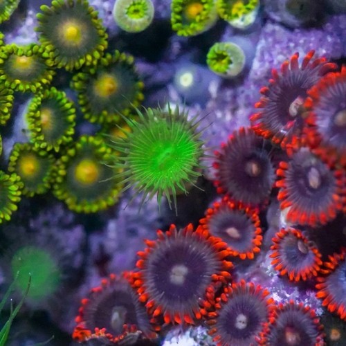Zoanthid Multicolor - Indo Pacific