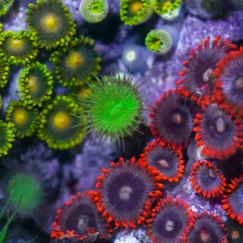 Zoanthid Multicolor - Indo Pacific