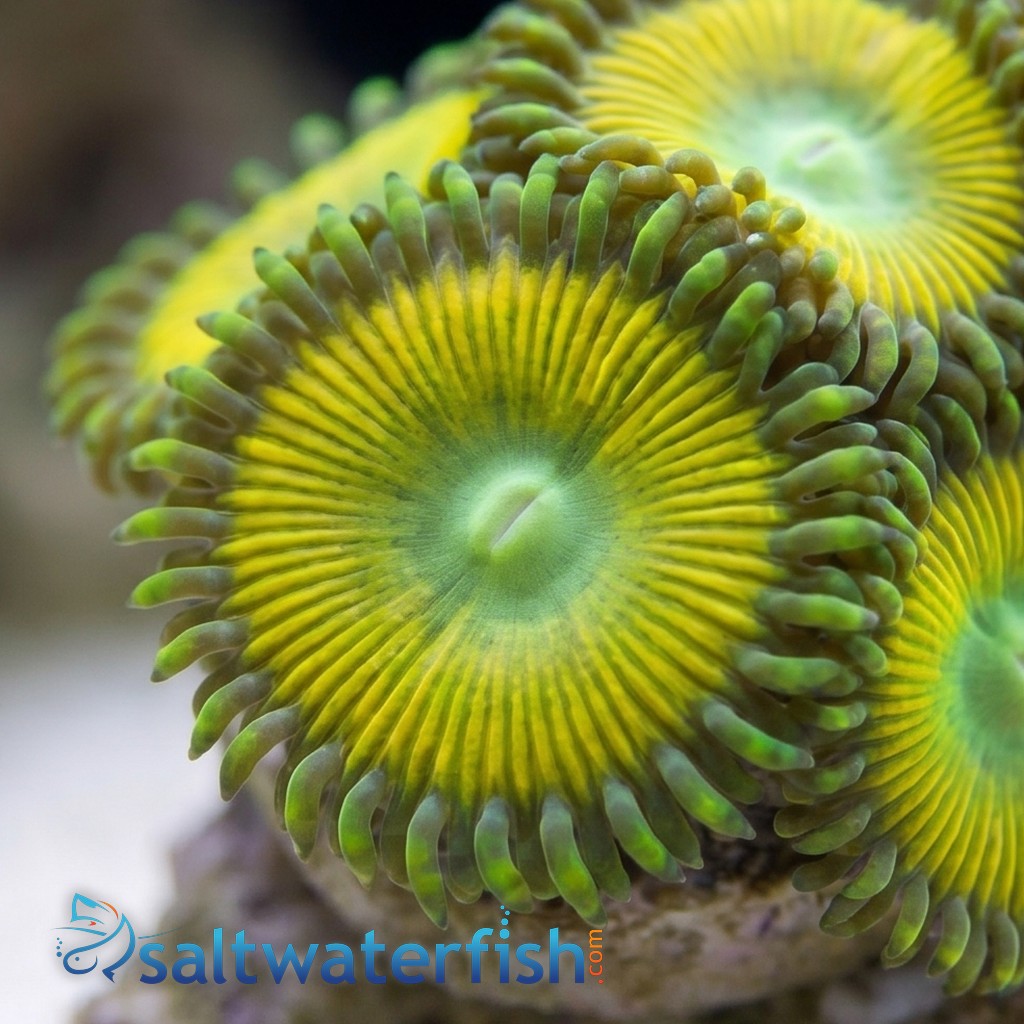 Paly Zoanthid : Yellow Lemon Twist