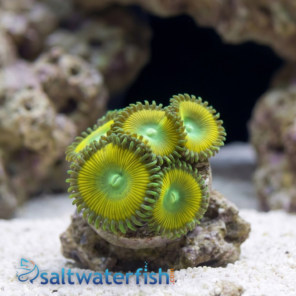Paly Zoanthid : Yellow Lemon Twist