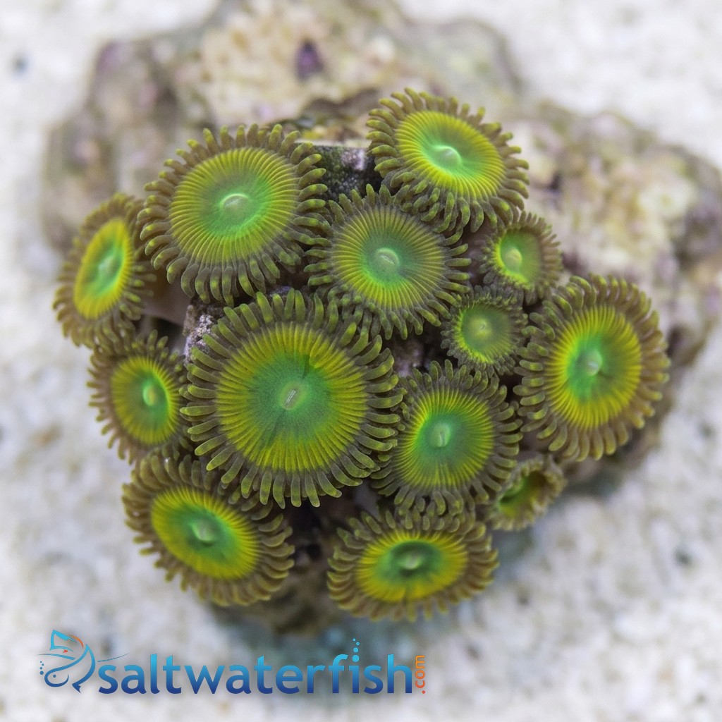 Paly Zoanthid : Yellow Lemon Twist
