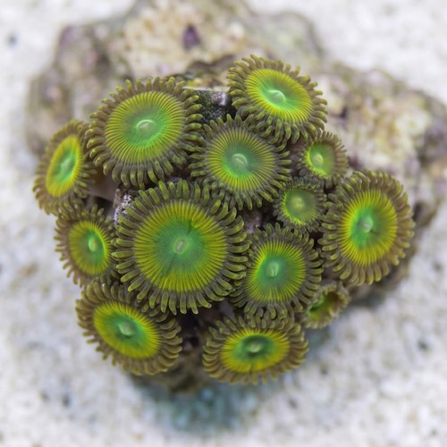 Paly Zoanthid : Yellow Lemon Twist