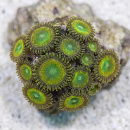 Paly Zoanthid : Yellow Lemon Twist
