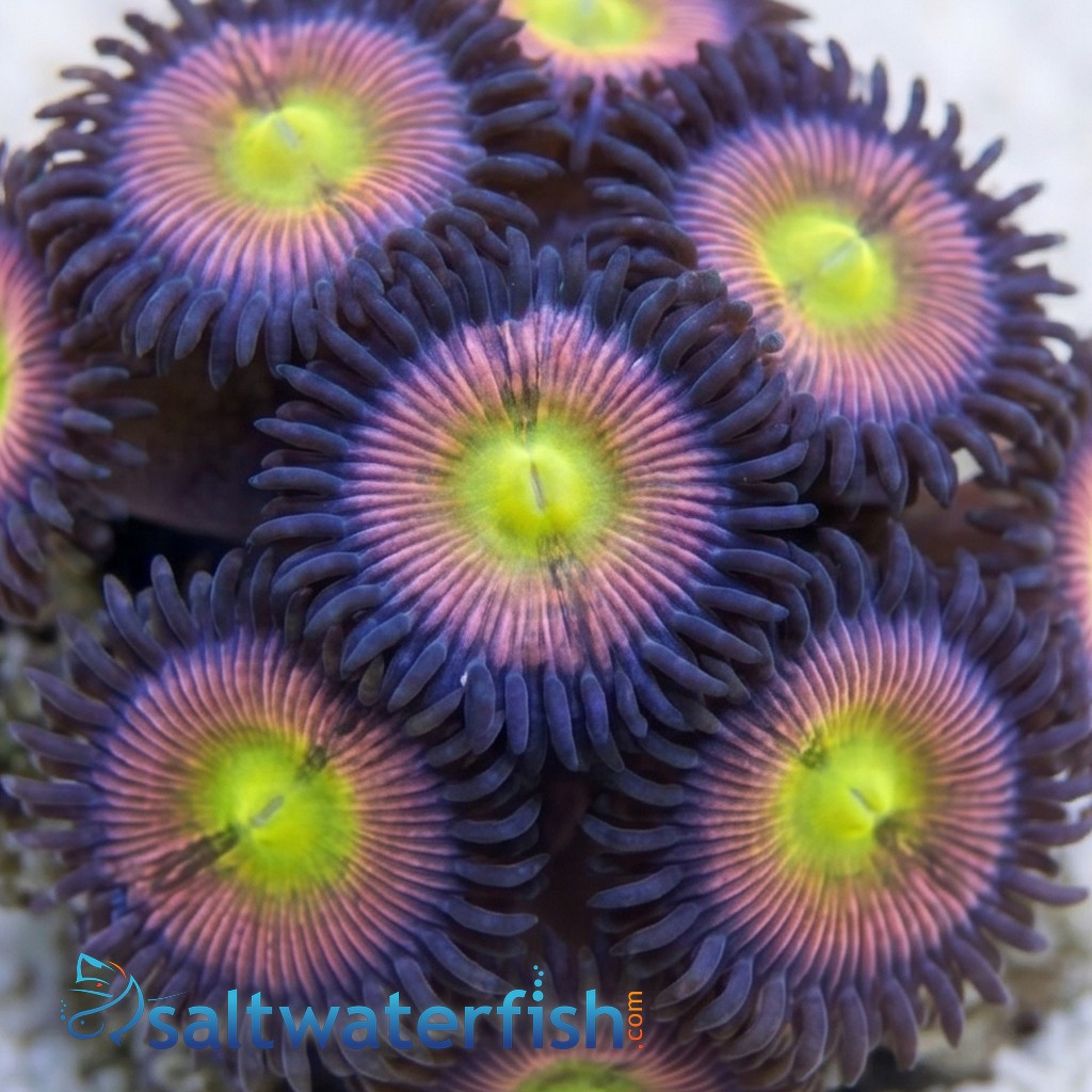 Zoanthid Rainbow - Aquacultured