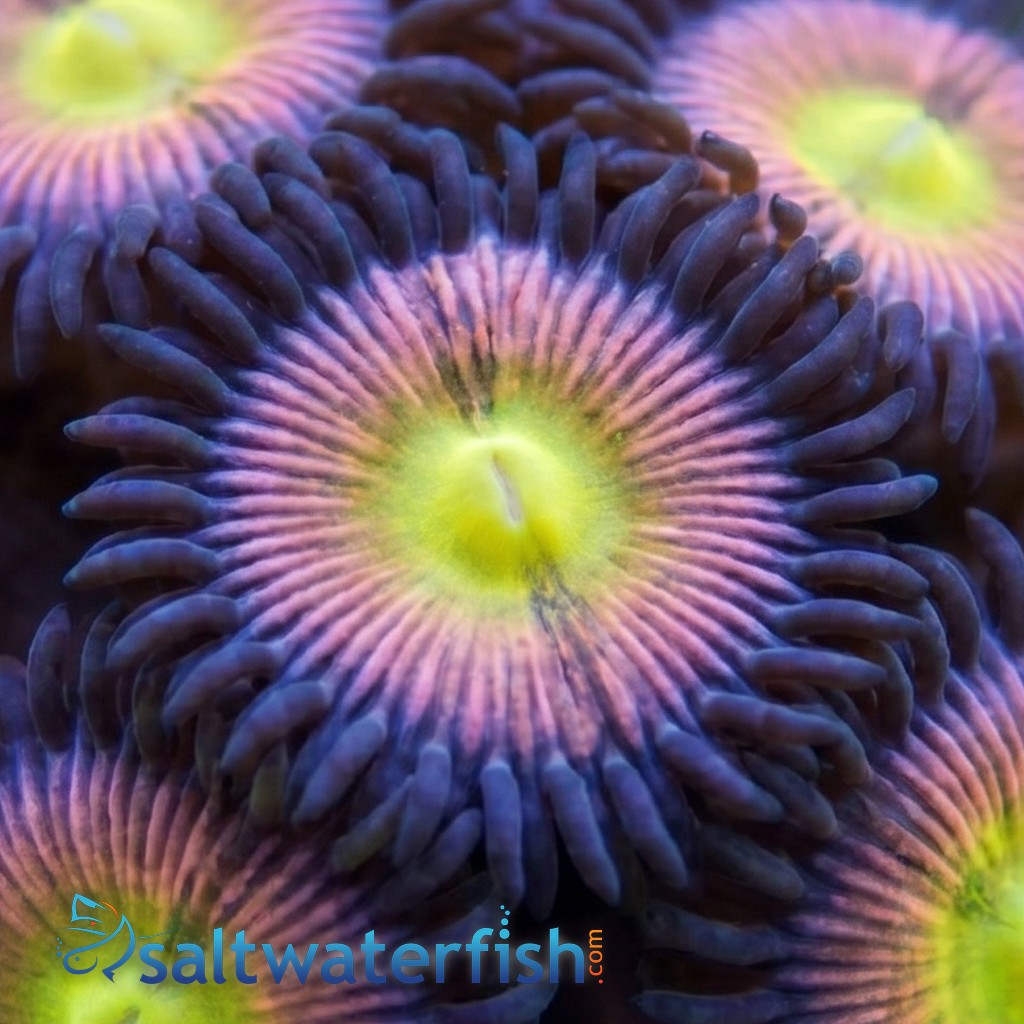 Zoanthid Rainbow - Aquacultured