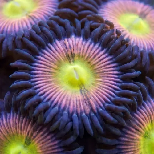 Zoanthid Rainbow - Aquacultured