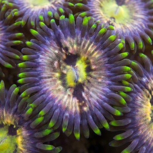Zoanthid Nirvanas - Aquacultured