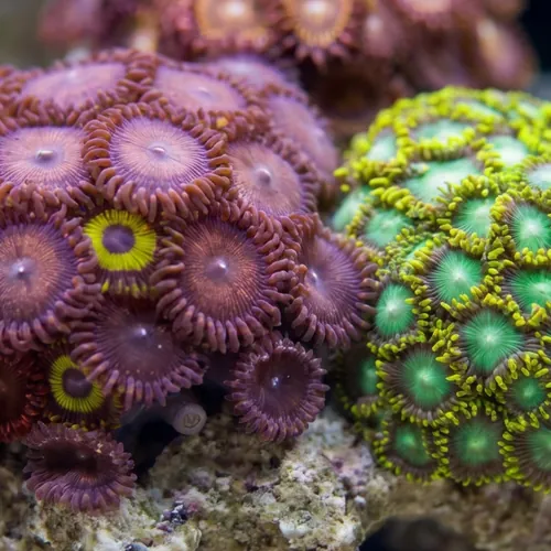 Assorted Zoanthid Frag - Indo Pacific