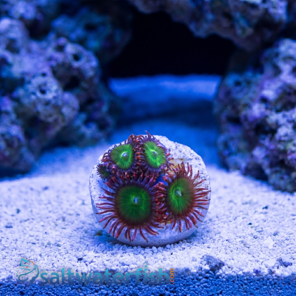 Zoanthid Green Goblin - Aquacultured