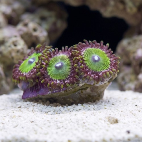 Zoanthid Green Goblin - Aquacultured