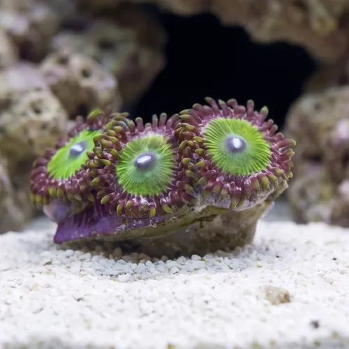 Zoanthid Green Goblin - Aquacultured
