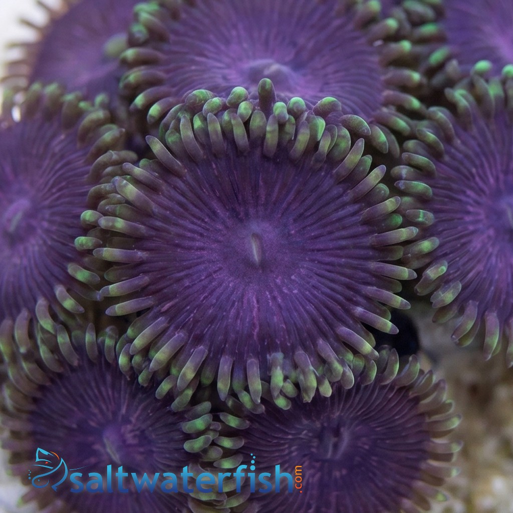 Zoanthid : Purple Death Paly - Aquacultured