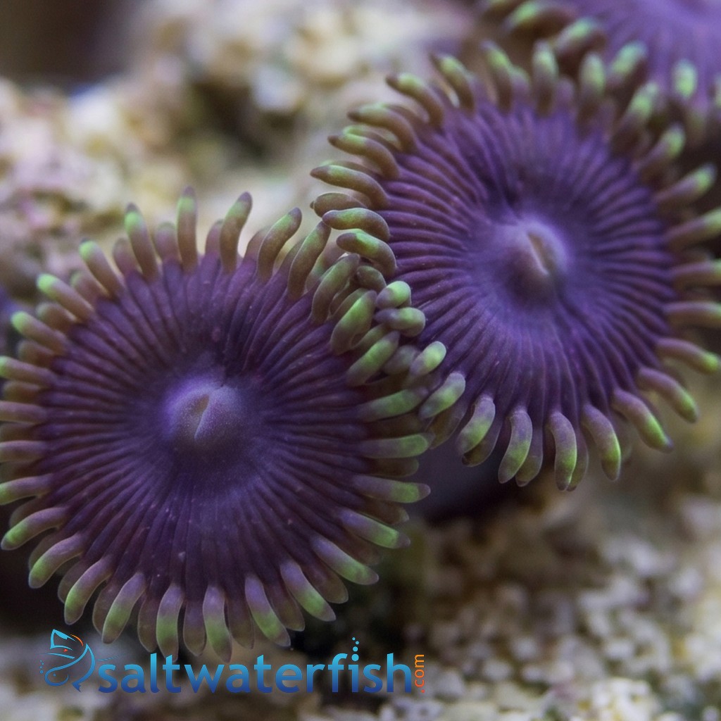 Zoanthid : Purple Death Paly - Aquacultured