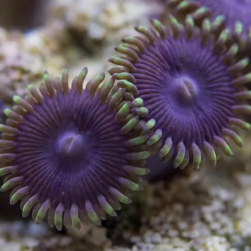 Zoanthid : Purple Death Paly - Aquacultured