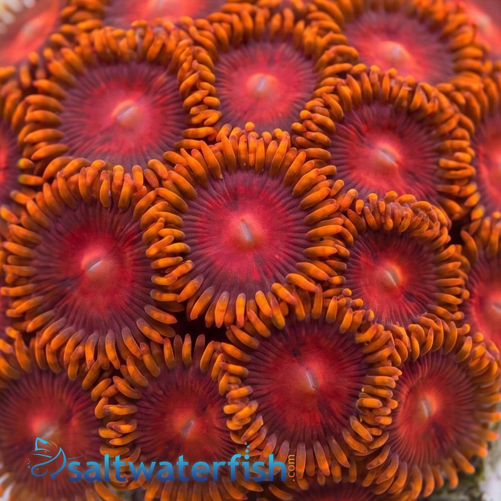 Zoanthid : Rainbow VDM - Aquacultured