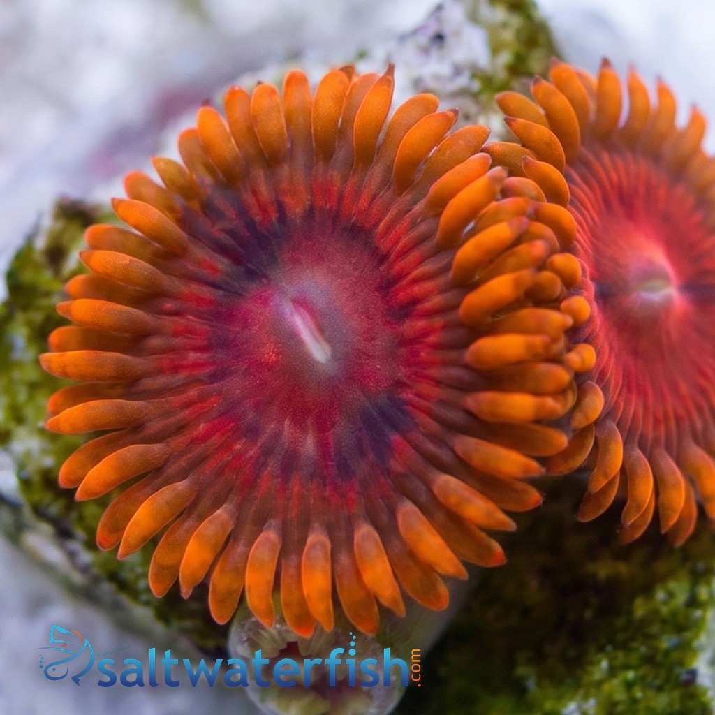 Zoanthid : Rainbow VDM - Aquacultured