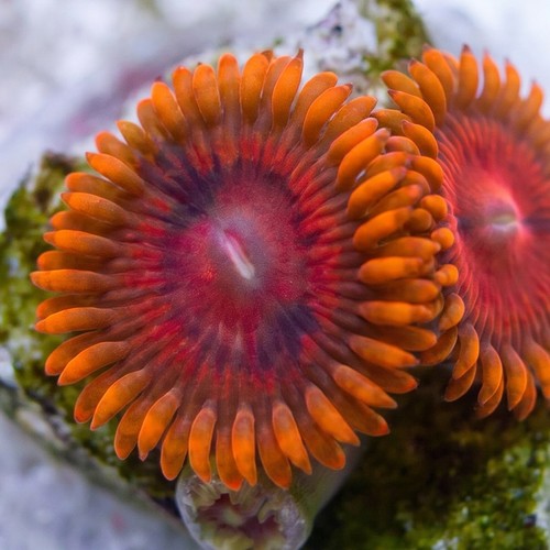 Zoanthid : Rainbow VDM - Aquacultured