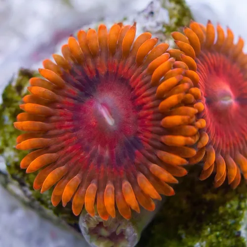 Zoanthid : Rainbow VDM - Aquacultured