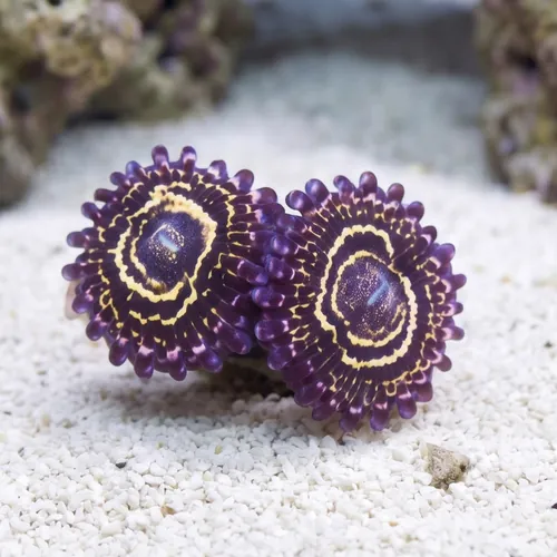 Zoanthid : Stratosphere - Aquacultured