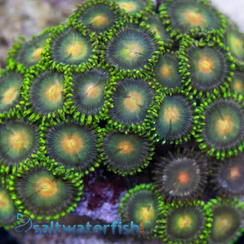 Zoanthid Multicolor - Fiji