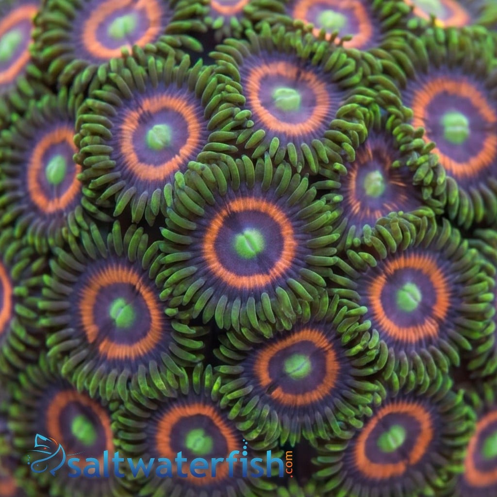Zoanthid Multicolor - Fiji