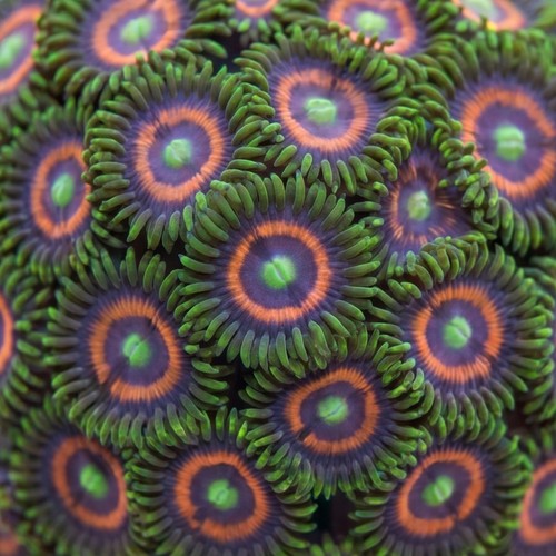 Zoanthid Multicolor - Fiji