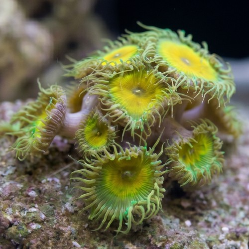Zoanthid : Captian Jerk - Aquacultured