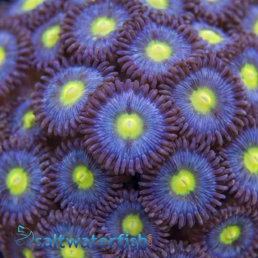 Zoanthid : Aoi - Aquacultured