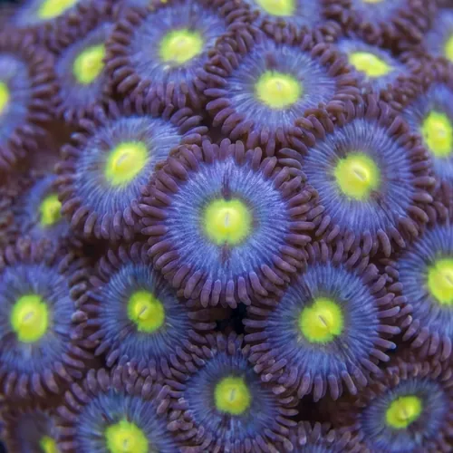 Zoanthid : Aoi - Aquacultured