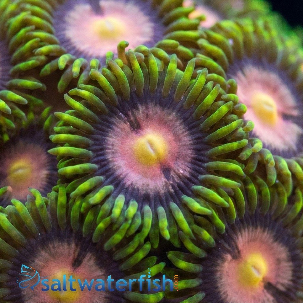 Zoanthid : Sweet Tooth - Aquacultured