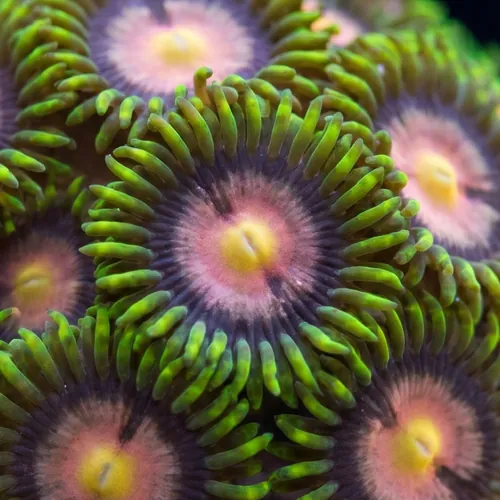 Zoanthid : Sweet Tooth - Aquacultured