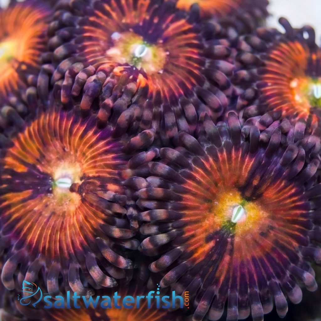 Zoanthid : Halle Berry - Aquacultured