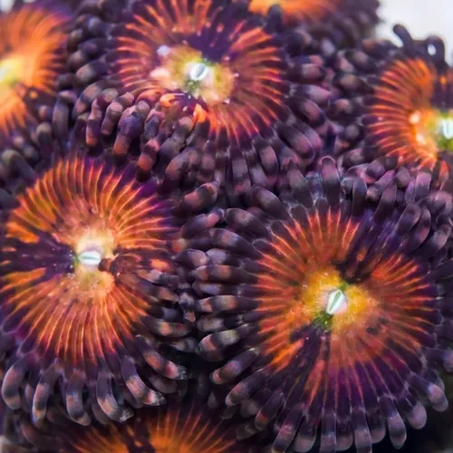 Zoanthid : Halle Berry - Aquacultured