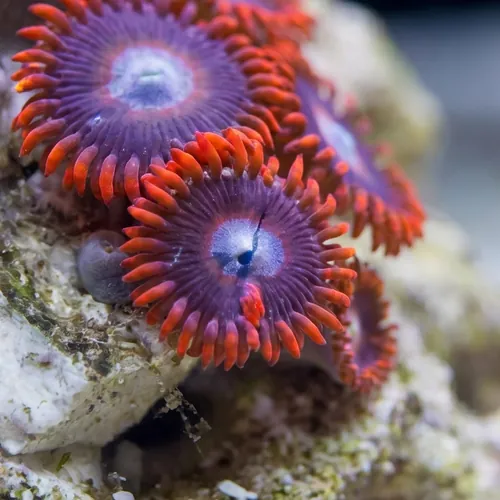 Zoanthid : Tequila Sunrise - Aquacultured