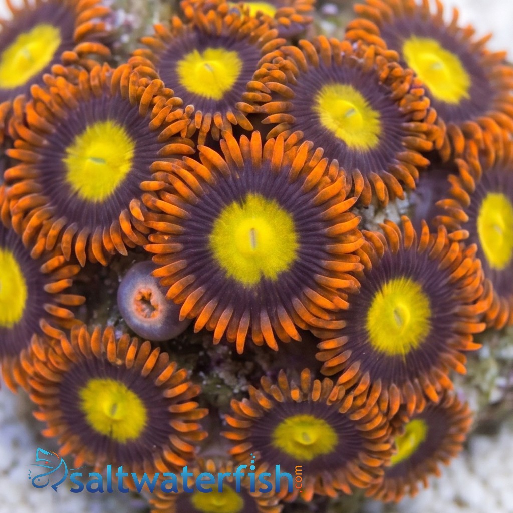 Zoanthid : Yellow Center w/ Orange Skirt - Aquacultured