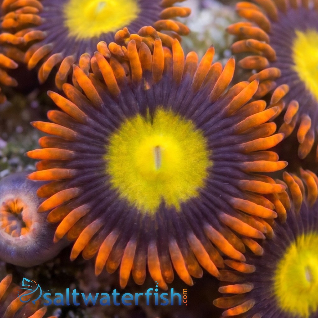Zoanthid : Yellow Center w/ Orange Skirt - Aquacultured